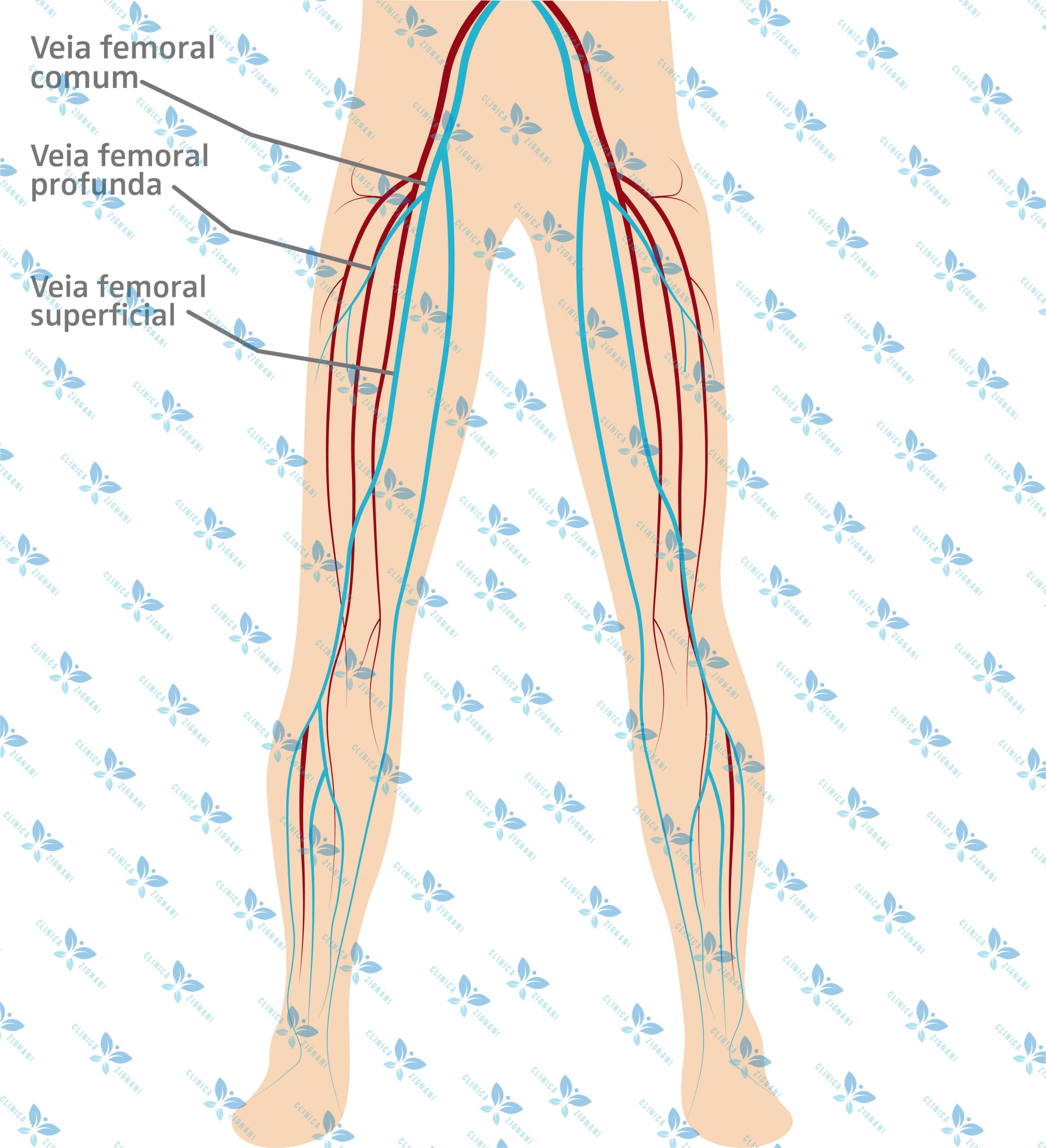 Ilustração das veias femorais do corpo humano