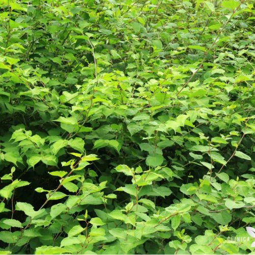 Diversas plantas de fallopia japonica, fonte de resveratrol