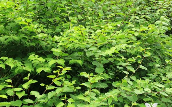 Diversas plantas de fallopia japonica, fonte de resveratrol