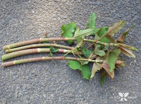 Detalhe da fallopia japonica, fonte de resveratrol